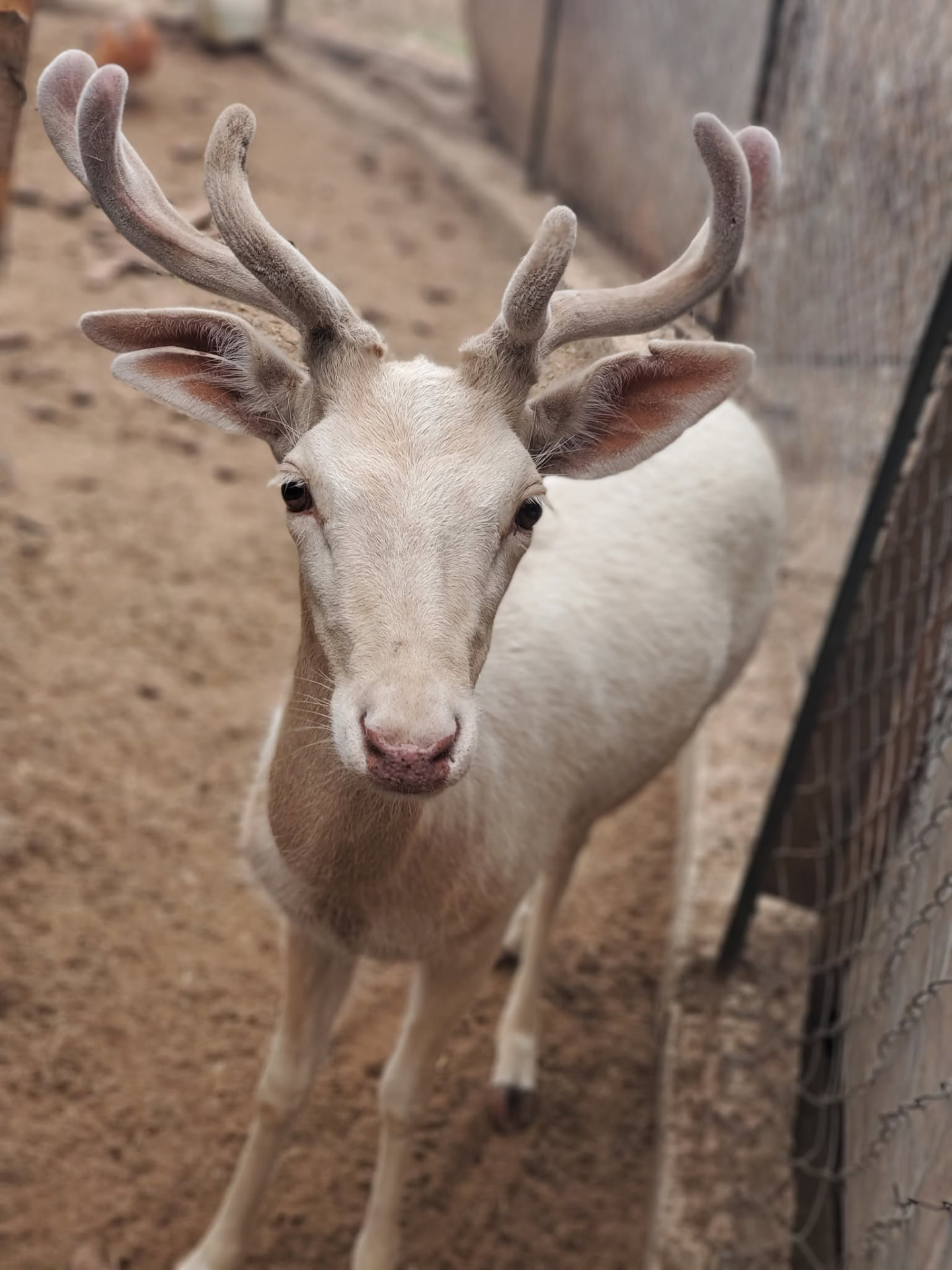 Venado blanco del rancho