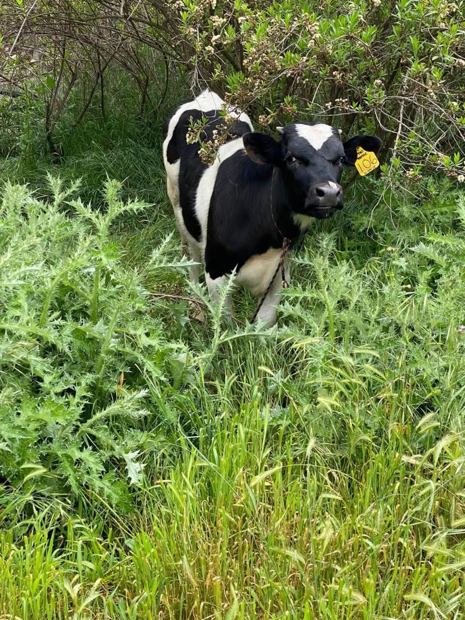 Becerro entre la hierba del rancho