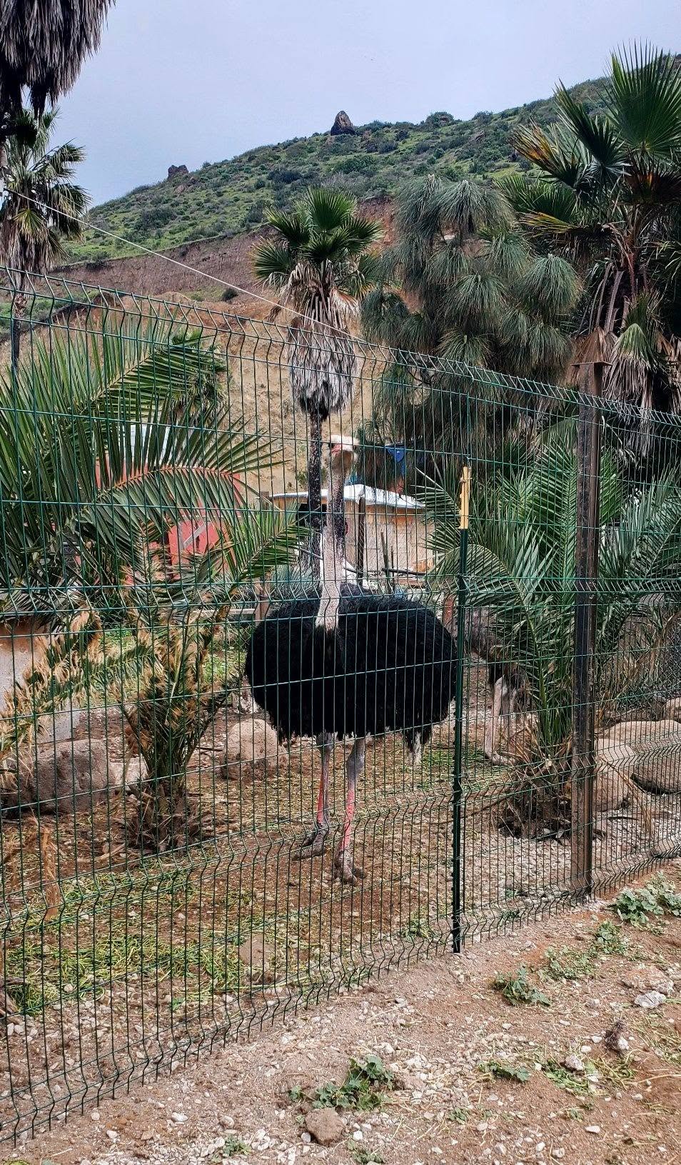 Avestruz del rancho entre palmeras