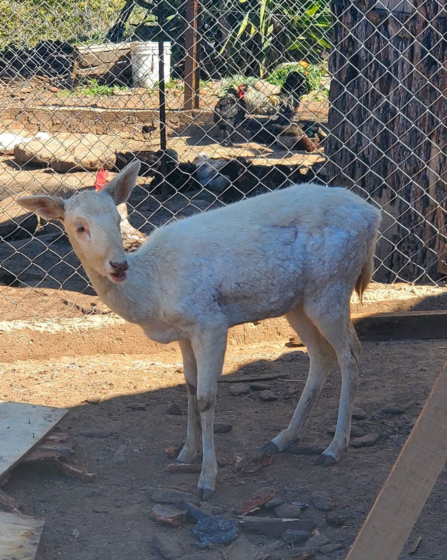 Venado blanco en el corral del rancho